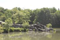 Central Park - The Lake