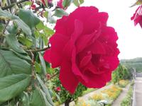 034. Gärten von Villandry