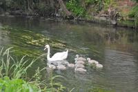 Schwanenfamilie
