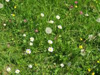 Schweizerisches Freilichtmuseum Ballenberg