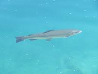 Naturpark Blausee - Forelle