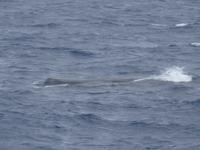 während der Walbeobachtung in Ponta Delgada