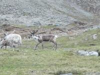 Rentiere auf der Fahrt zum Nordkap