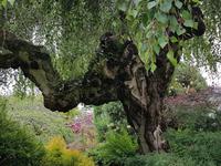 Jersey, Le Clos de chemin