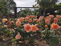 Jersey, St Helier,Howard Davis Park, Rosengarten