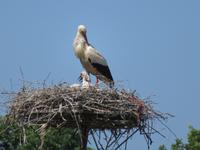 Storchennest