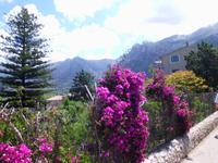 Bouganvillen in Soller