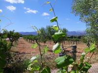 Mallorca - im Weingut Taujana