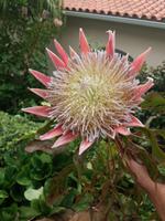 Madeira - Schönheit