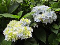 Lost Gardens of Heligan