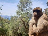 Tagesausflug nach Gibraltar (24)