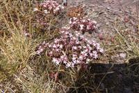 3.Tag, Wanderung im Wald von Brocéliande 