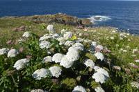 6.Tag, Wanderung zur Pointe du Raz 