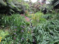 Trebah Garden