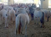 Zuchstuten von La Cartuja