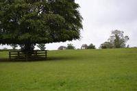 Auf dem Nationalgestüt bei Kildare