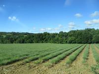 Lavendelfeld, noch nicht blühend
