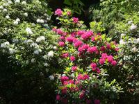 Insel Mainau