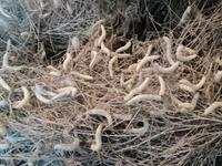 Besichtigung einer privaten Seidenraupenzucht-Farm