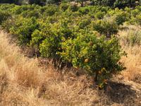 Orangenplantage in der Nähe von Silves