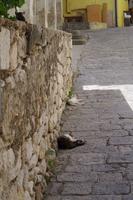 tierische Eindrücke