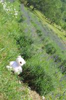 Bärchen im Lavendelfeld