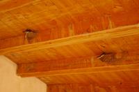 tierische Eindrücke