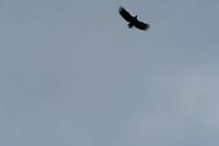 Seeadler