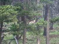 das Krummhornschaf ruht