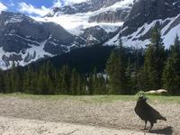 Kraehe vor Kraehenfuss-Gletscher