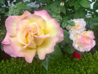 Juni ist Rosenmonat