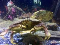 Krebs im Aquarium