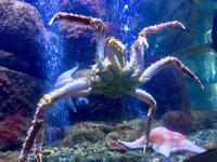 Blue alaskan King Crab