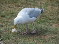die raubende Möwe  