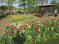 auf dem Keukenhof, Holland