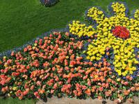 auf dem Keukenhof, Holland