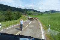 Der Viehauftrieb beginnt 