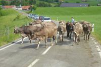 Der Viehauftrieb beginnt 