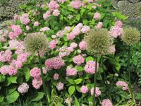 Salzburger Blumenpracht