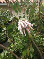 Blumenpracht