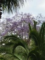 Blütenbaum im Garten der Schokoladenverkostung