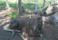 Der Höhepunkt jeder Schwedenreise, ein lebendiger Elch