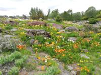 Botanischer Garten in Tromsö