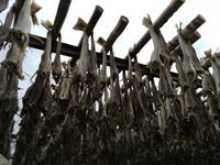 Trockenfischlager auf den Lofoten