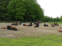 036 Omega Wildlife Parc