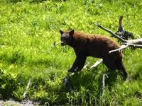 039 Omega Wildlife Parc