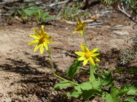 107a Banff Nationalpark -Johnston Canyon