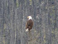 120 Medicine Lake - Weißkopfadler