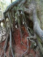 170 Vancouver Island - Cathedral Trail