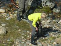 Malselvfossen - Wildlachs gefangen